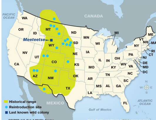 <p>Which species fits the following habitat and management concerns?</p><p><br>Habitat: Historically - shortgrass prairie, mixed grass prairie, desert grassland, shrub steppe, sagebrush steppe, mountain grassland, and semi-arid grassland</p><p>Management issues: Eradication of prey species, loss of habitat, and disease brought species to brink of extinction; captive breeding programs and reintroductions have led to small recovery; disease still large threat</p>