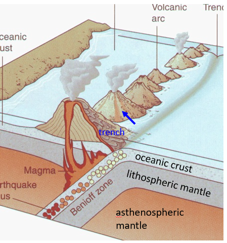 <p><span>Subduction:&nbsp; recycling of crust - a portion subsides into mantle whereas another portion returns to the surface as andesitic magma.</span></p><p><span>Volcanic arcs: stratovolcanoes</span></p><p><span>•Island arc; chain of islands, e.g., Japan</span></p><p><span>•Continental arc; volcanic mountain range, e.g., Andes Mountains</span></p><p><span>Earthquakes cluster along Benioff zone.</span></p><p></p><p></p>