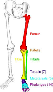 <ul><li><p>femur</p></li><li><p>fibula</p></li><li><p>tibia</p></li><li><p>patella</p></li></ul><p></p>