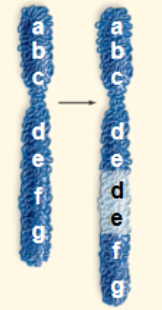 <p>Chromosome piece appears twice:</p>