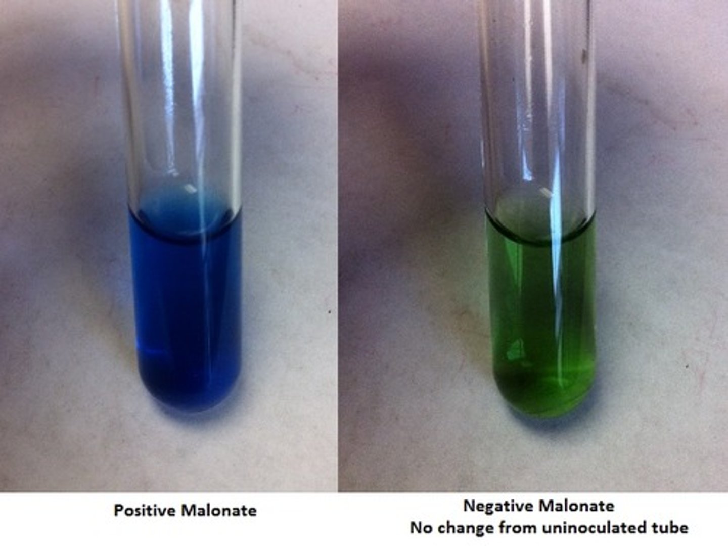 <p>Whether an organism can utilize sodium malonate as the sole source of carbon.</p>