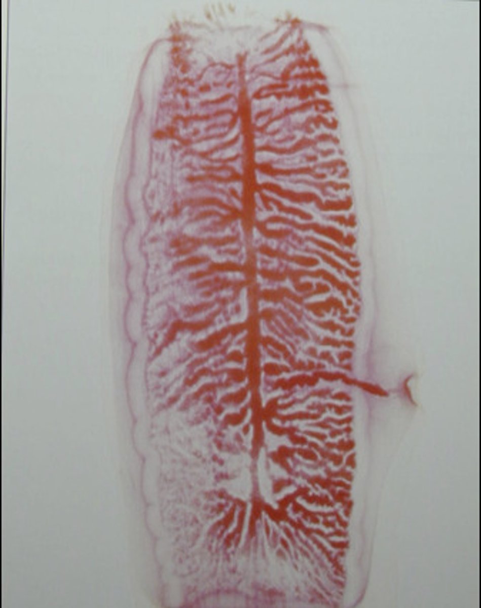 <p>Longer</p><p>15-30 uterine branches</p><p>Lateral genital pore</p>