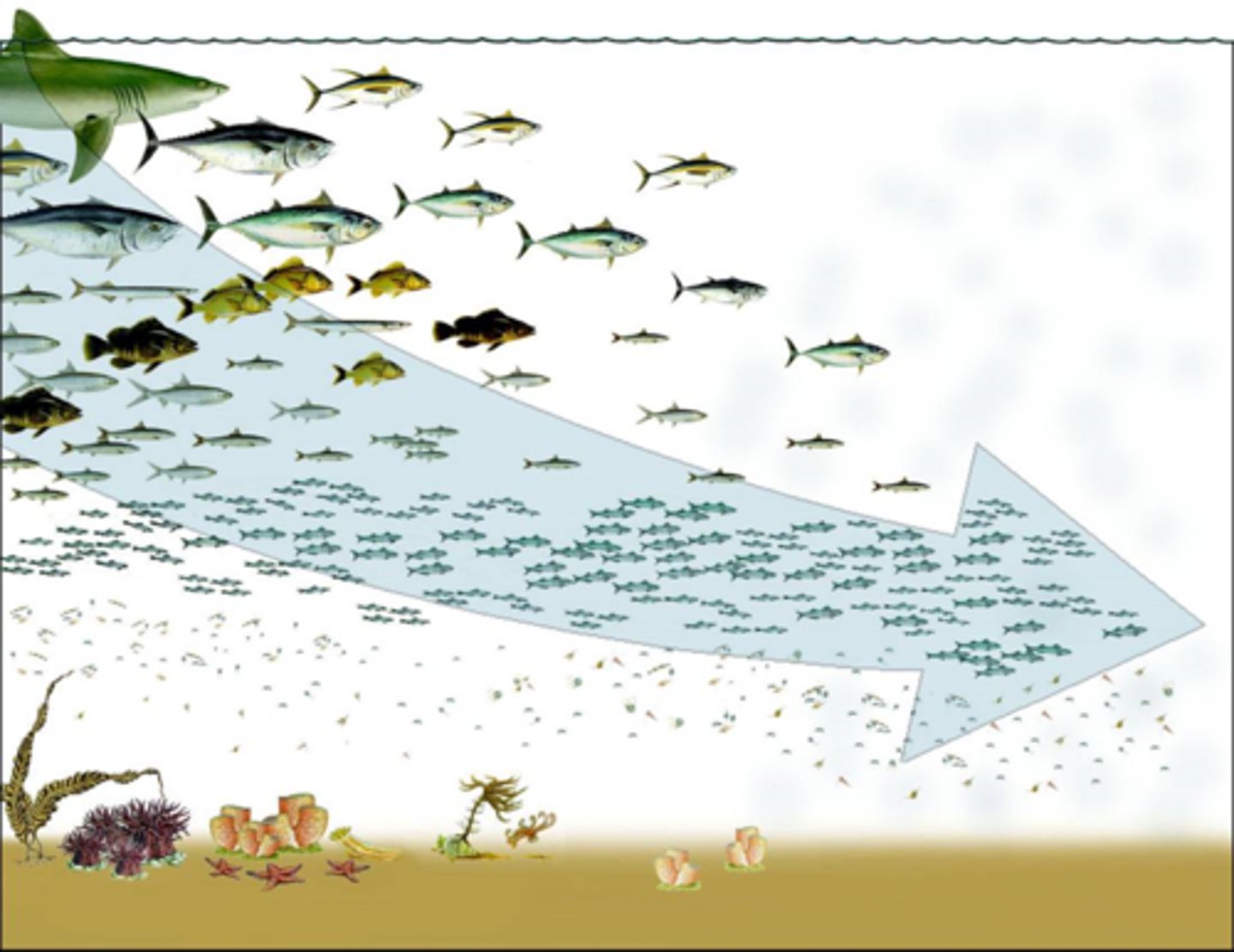 <p>harvesting at progressively lower trophic levels as higher trophic levels become depleted</p>