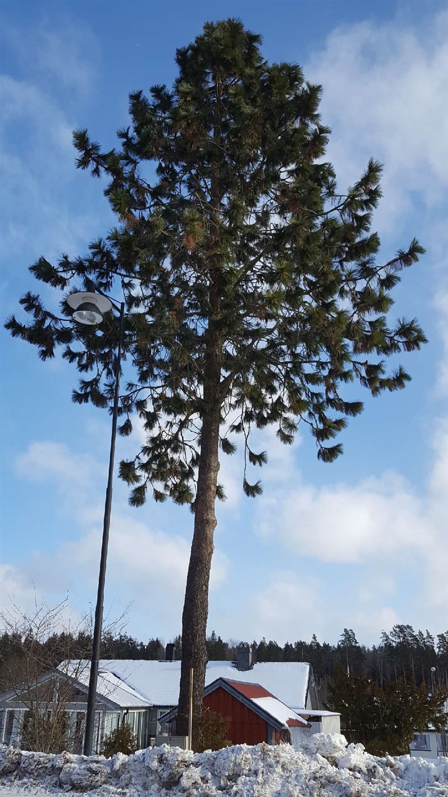 Pinus ponderosa h:20 b:15
