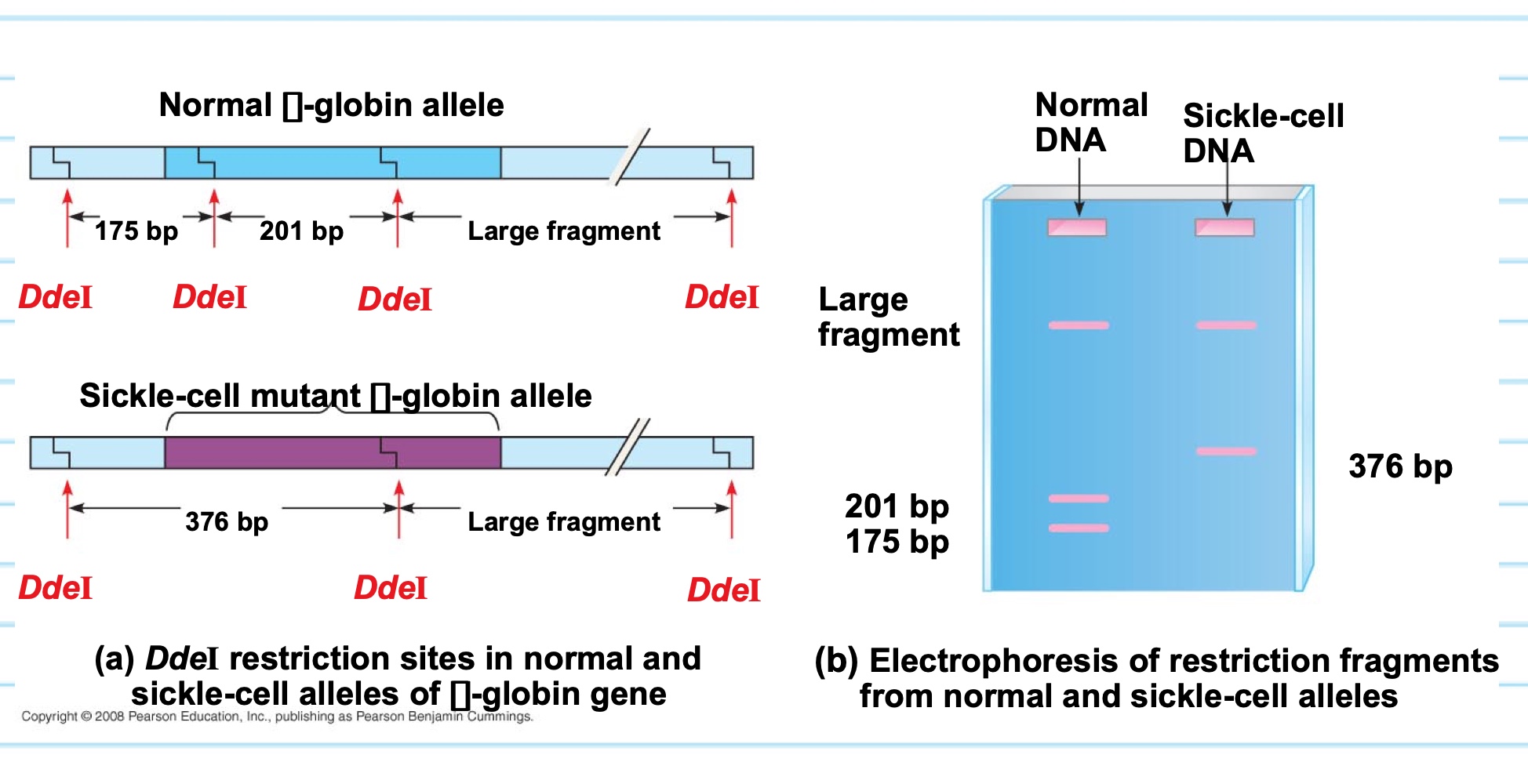 <ul><li><p>restriction fragments analysis, DNA fragments produces by restriction enzymes are sorted by gel electrophoresis</p></li></ul><p>ex. sickle cell mutation destroys one of the restriction sites of Ddel enzyme</p><p>as a result digestion with this enzyme generates different fragments from the normal and sickle cell DNA</p><p></p>