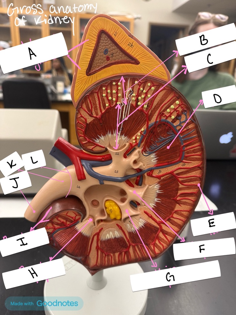 <p>On the kidney model, what is labeled A?</p>