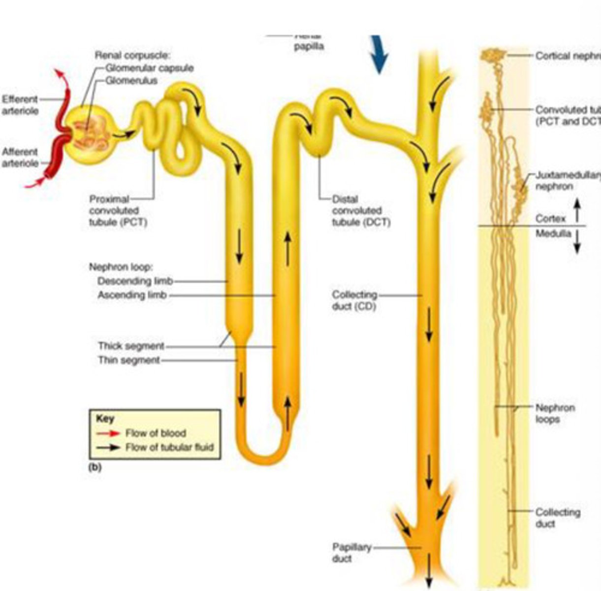 <p>*****What is the flow of glomerular filtrate from start to finish?******</p>