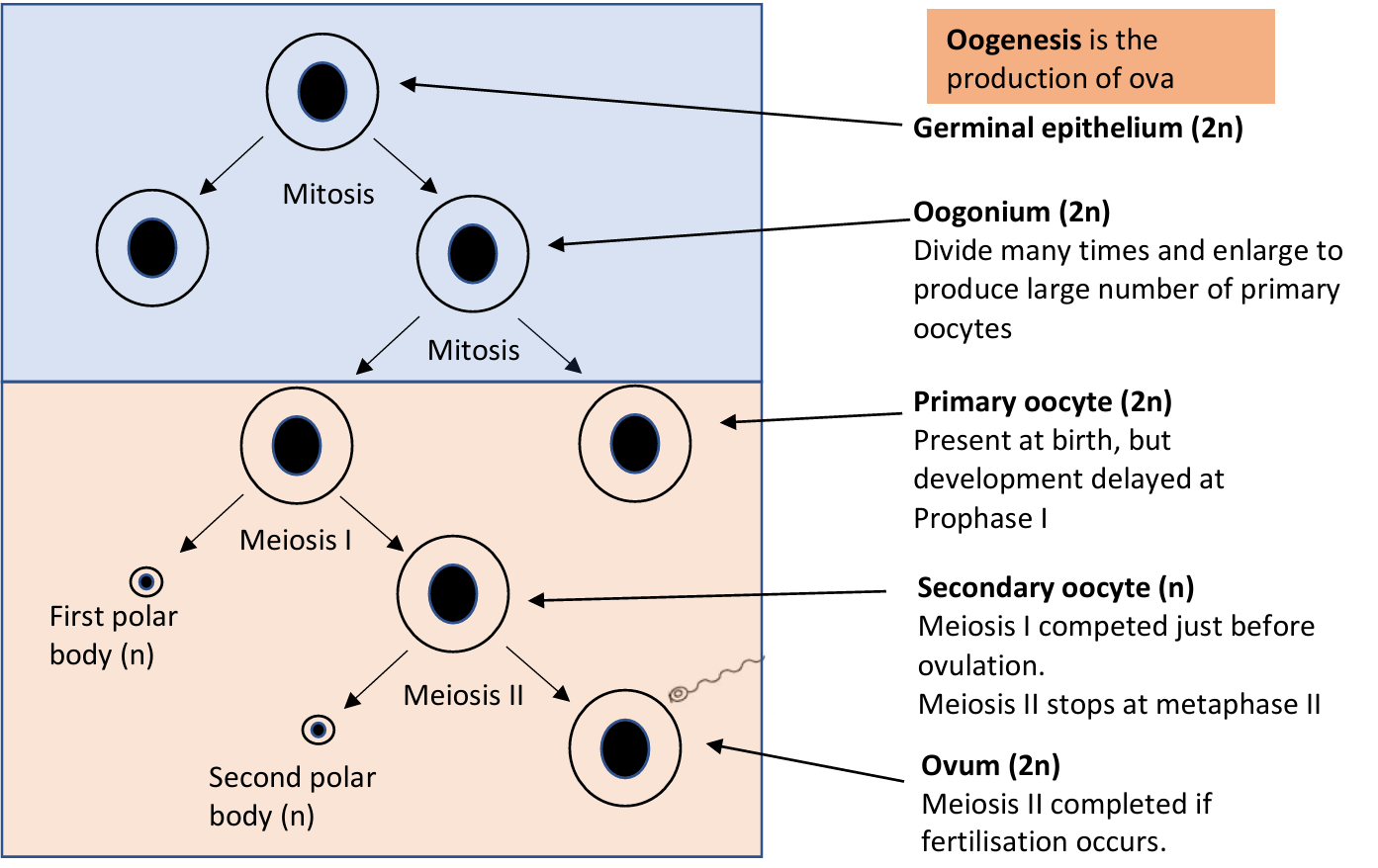 <p>1) Cells of the germinal epithelium of the ovary, which are diploid, divide by mitosis to make diploid oogonia and more germinal epithelium cells.</p><p></p><p>2) The oogonia divide many times by mitosis and enlarge, making diploid primary oocytes and more oogonia </p><p></p><p>3) The primary oocytes begin meiosis I but are arrested in its progress at prophase I</p><p></p><p>4) Germinal epithelium cells divide to form diploid follicle cells which surround the primary oocytes, making primary follicles</p>