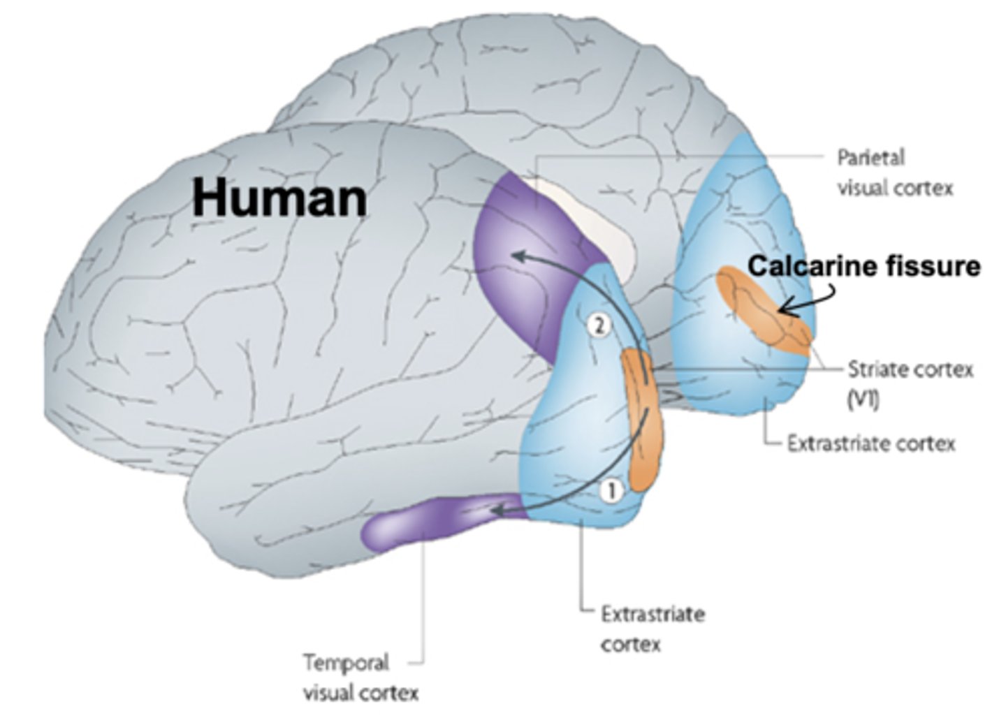 <p>- Sits around calcarine fissure, between the two hemispheres.</p><p>- Striate cortex that receives input from the lateral geniculate nucleus.</p>