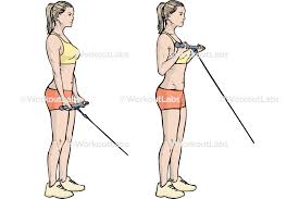 <ul><li><p>Biceps Brachii</p></li></ul><p></p>