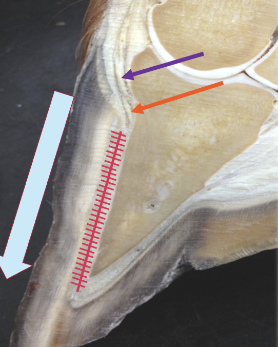 <p>how does the laminar epidermis “ratchet” or move down </p>