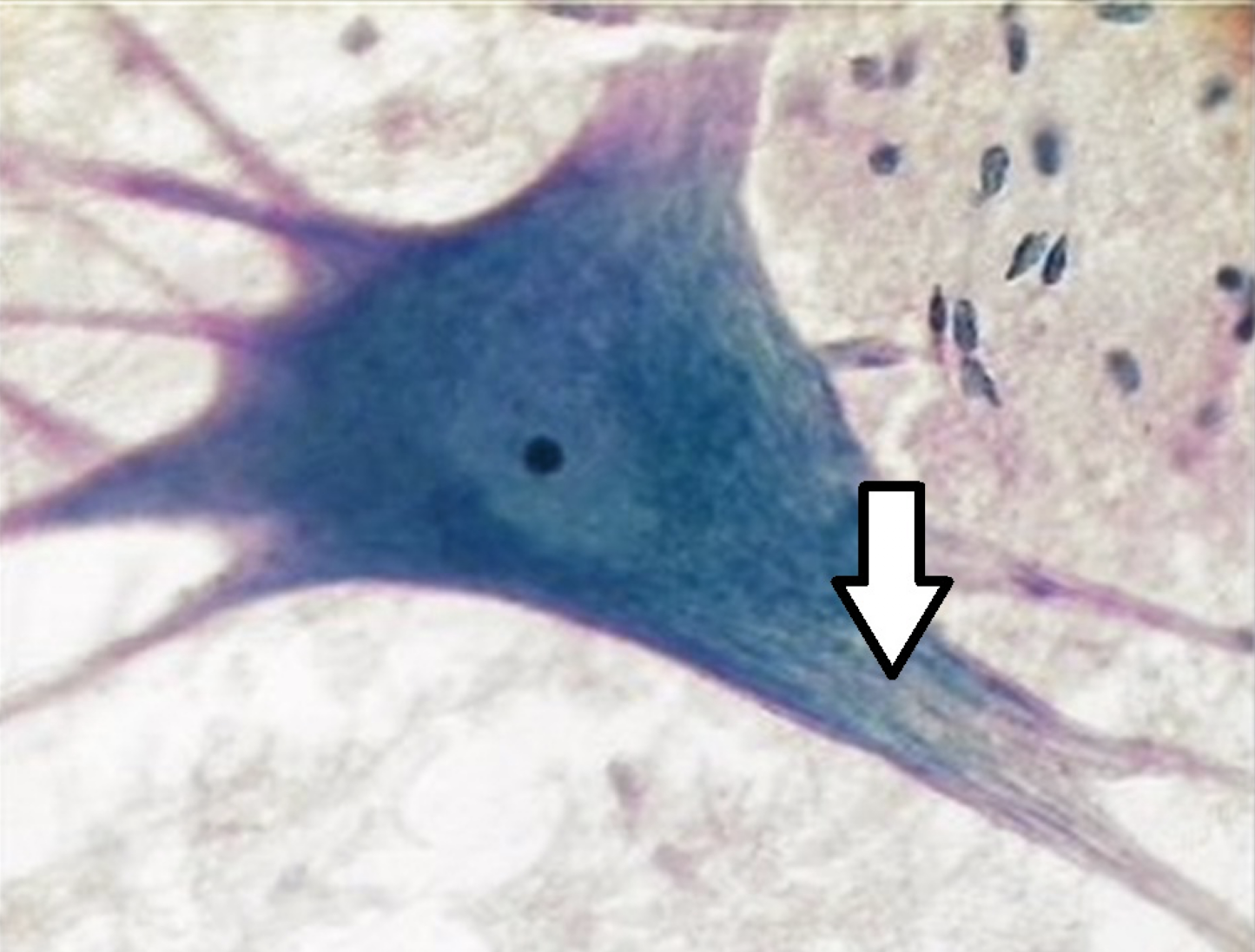 <p>identify this type/classification of the cell</p>