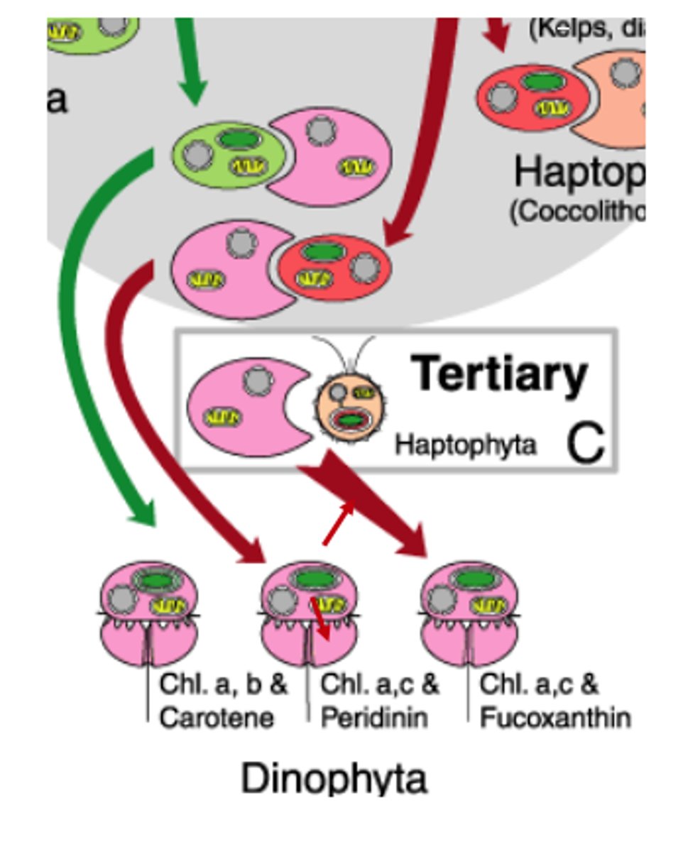 <p>eukaryote cells contain a plastid that has been derived from a eukaryote endosymbiont that possessed a secondary plastid; seen in most dinoflagellates</p>