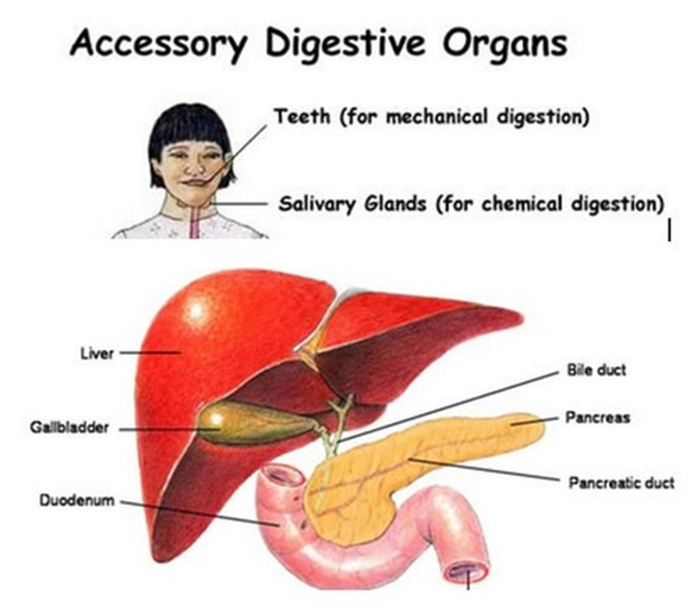 <p>- Responsible for secreting digestive enzymes and aiding in digestion<br><br>Salivary Glands + Teeth + Pancreas + Liver + Gallbladder</p>