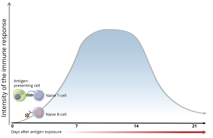 <ul><li><p>after the pathogen has entered the body and evaded innate immune defences, PAMPs are seen by antigen-presenting cells (APCs), ie. dendritic cells and macrophages</p></li><li><p>APCs will present antigens to naive T cells via their surface Major Histocompatibility Complex (MHC) proteins</p><p></p></li></ul><p></p>