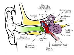 <ul><li><p>This is covered by a membrane </p></li><li><p>It is more of an opening in the cochlea </p></li><li><p>This membrane allows pressure waves to be released</p></li><li><p>It is the “exit” from the scala tympani </p></li></ul>