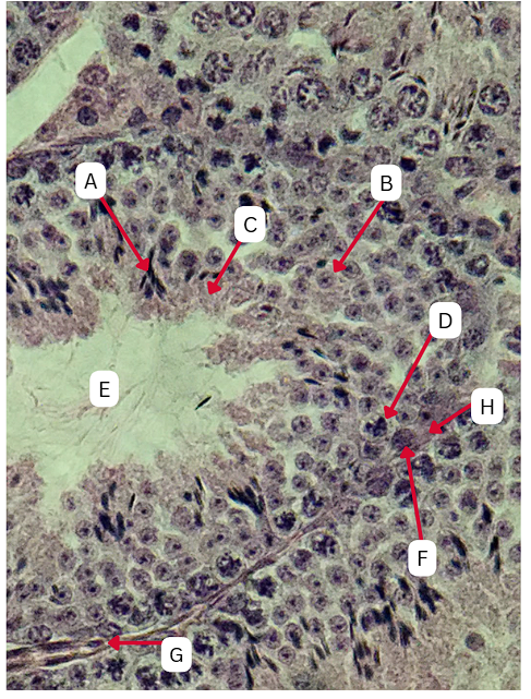 <p>What is the cell stage of C?</p>