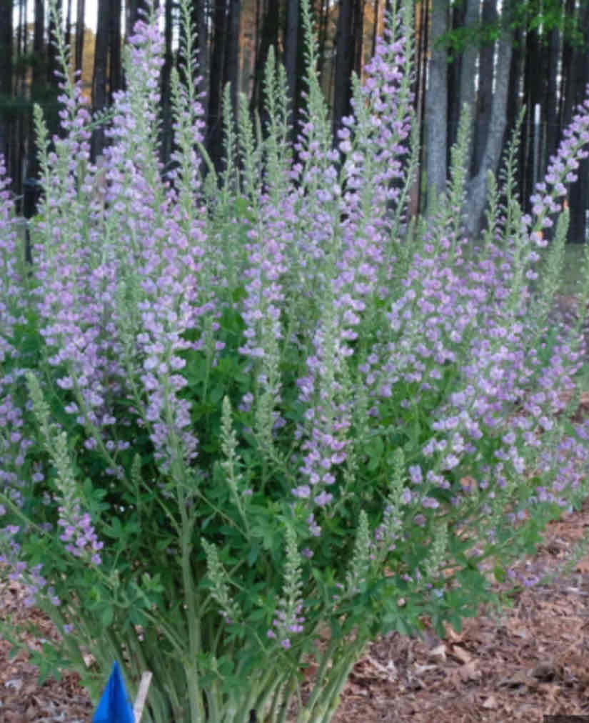 <p><span>Baptisia australis</span></p><p><span>False Indigo</span></p>