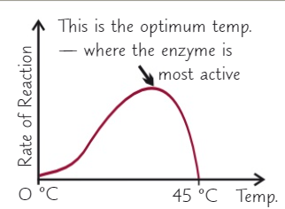 <ol><li><p>As temperature increases there are more successful collisions per second between the active site and the substrate which quickens the reaction</p></li><li><p>Then the enzyme will reach its optimum temperature which is the temperature it works best at</p></li><li><p>If the temperature increases any further the enzyme’s active site changes and the substrate no longer fits + causing the enzyme to denature</p></li><li><p>The activity of the enzyme rapidly decreases to 0</p></li></ol>