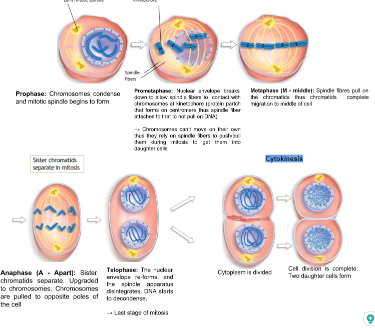 \

1. Prophase: Chromosomes condense and mitotic spindle begins to form

   \
2. Prometaphase: Nuclear envelope breaks down to allow spindle fibers to  contact with chromosomes at kinetochore (protein partch that forms on centromere thus spindle fiber attaches to that to not pull on DNA)

   \
   → Chromosomes can’t move on their own thus they rely on spindle fibers to push/pull them during mitosis to get them into daughter cells 

   \
3. Metaphase: Spindle fibres pull on the chromatids thus chromatids  complete migration to middle of cell

   \
4. Anaphase:  Sister chromatids separate. Upgraded to chromosomes. Chromosomes are pulled to opposite poles of the cell

   \
5. Telophase: The nuclear envelope re-forms, and the spindle apparatus disintegrates. DNA starts to decondense. 

   \
   → Last stage of mitosis

   \
6. Cytokinesis: Cytoplasm is divided 
7. Cytokinesis: Cell division is complete; two daughter cells form 