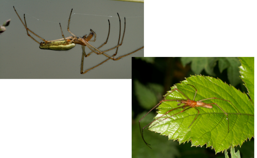 <ul><li><p>lang achterlijf</p></li><li><p>buik metaalachtig, glanzend</p></li><li><p>web gelijkend op dat van de Araneidae</p></li></ul>