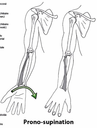 <p>trochoïde (1 ddl)</p>