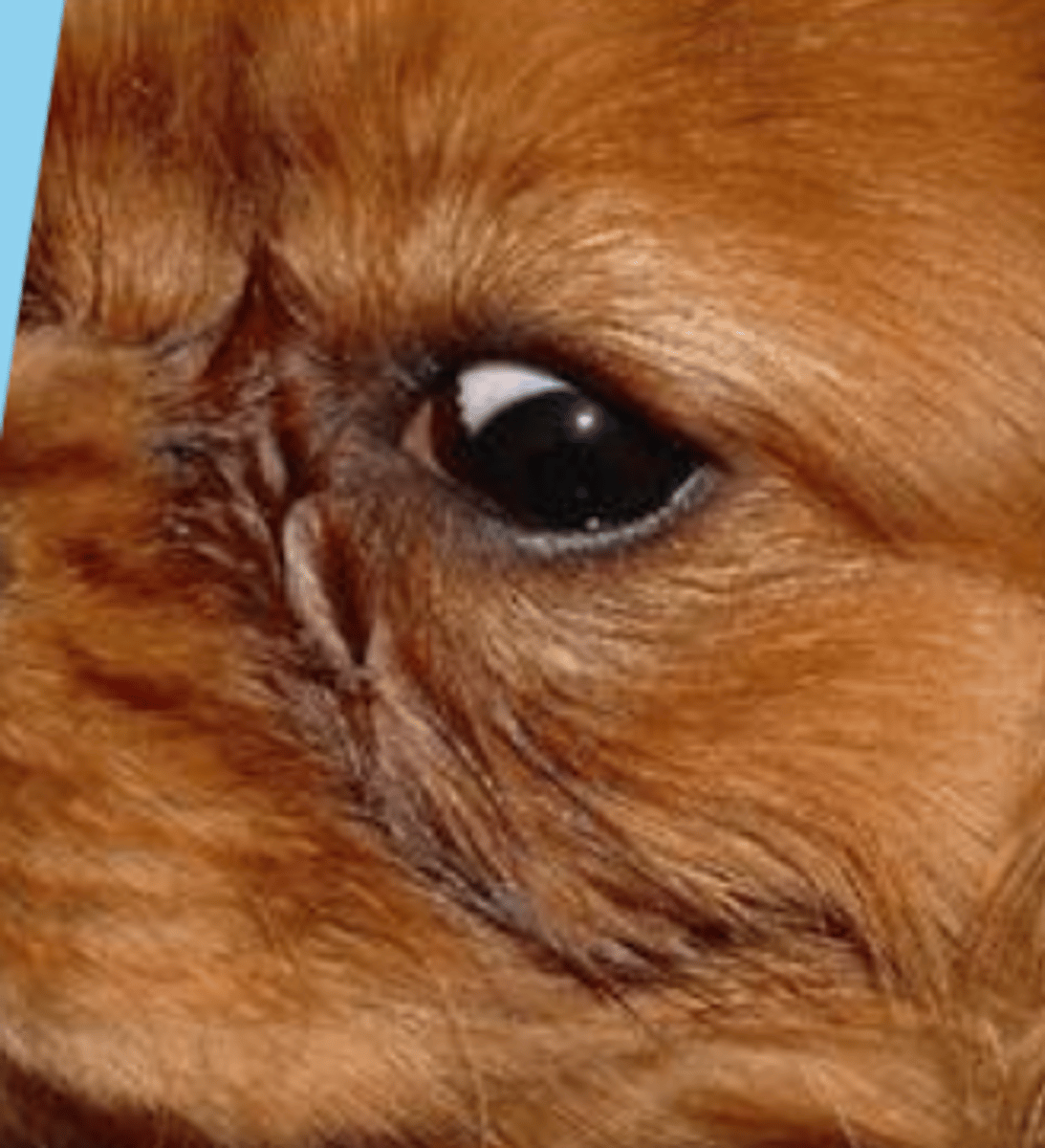 <p>the continuous shedding of tears is called...</p>