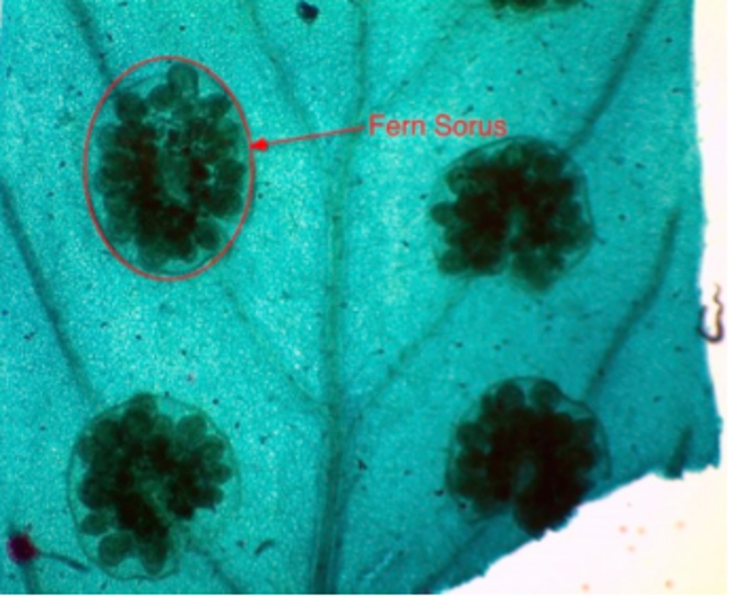 <p>Seedless Vascular</p><p>Ferns</p><p>sporophyte stage is dominant in ferns with most being homosporous.</p><p>Spores known as sori found on the underside of fronds</p><p>gametophyte generation is heart-shaped and known as prothallus</p>
