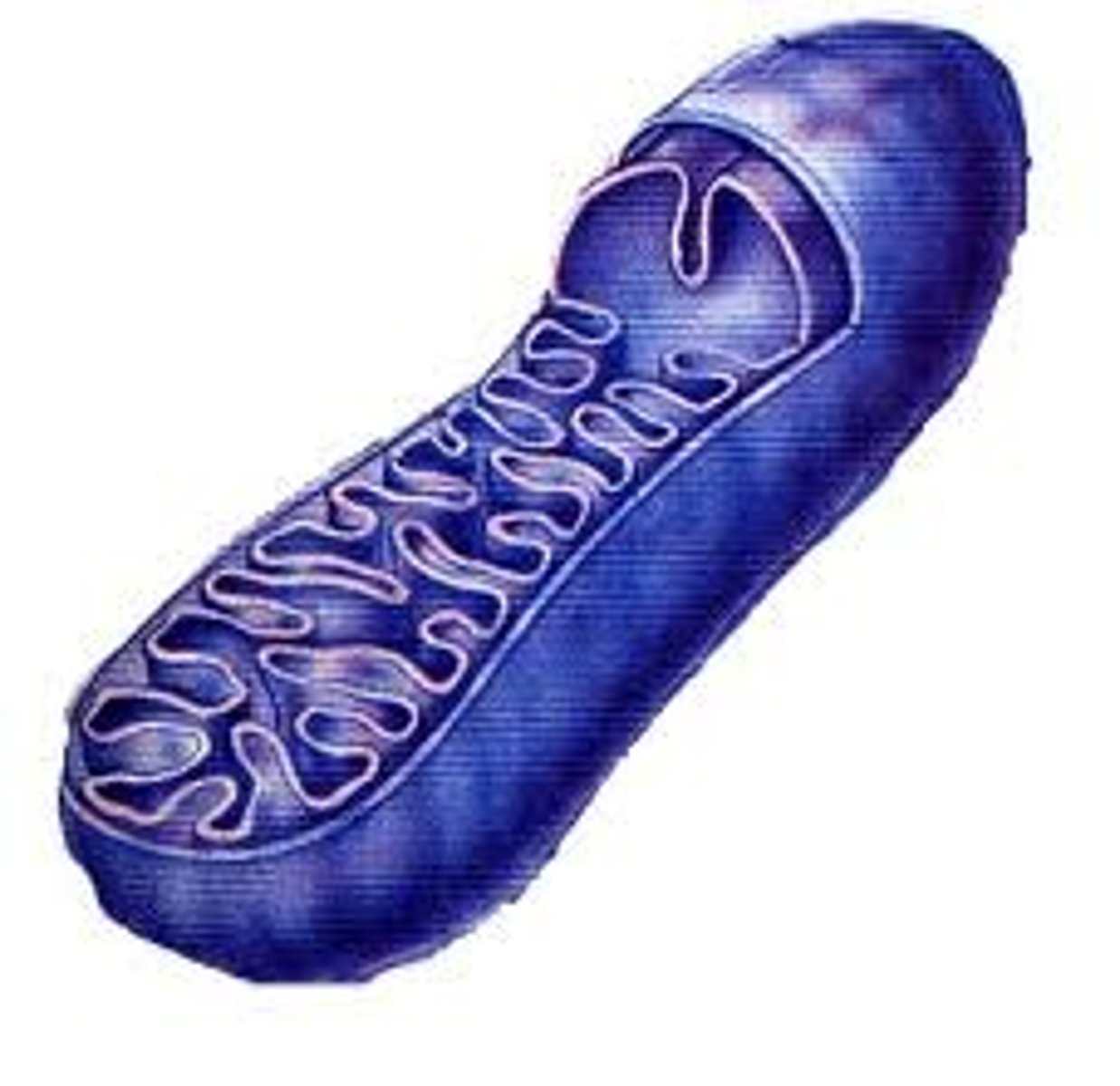 <p>ATP production via the electron transport chain.</p>