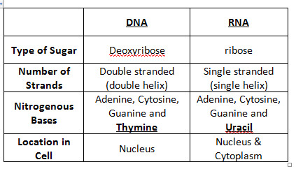 DNA is double stranded and RNA is single stranded
RNA has a ribose pentose sugar 
DNA has a deoxyribose pentose sugar
DNA = adenine, thymine, cytosine and guanine
RNA = adenine, uracil, cytosine, guanine