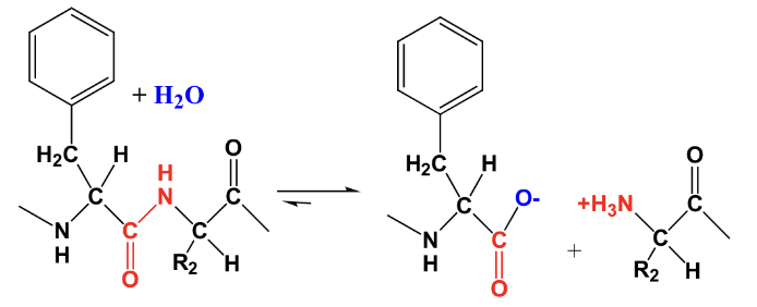<p>Hydrolysis of the following peptide bond by the Pancreatic enzyme “chymotrypsin”</p><p>Uncatalyzed rate: k<sub>uncat</sub>= 10-9 sec<sup>-1</sup></p><p>Chymotrypsin enzyme catalyzed rate: k<sub>cat</sub>= 100 sec<sup>-1</sup></p>