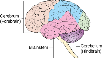 <ol><li><p>Cerebral cortex = is responsible for intelligence, memory, consciousness and personality</p></li><li><p>Cerebellum = Responsible for balance, muscle coordination and movement</p></li><li><p>Brainstem (or Medulla) = responsible for unconscious processes like heart rate and breathing</p></li></ol><p></p>