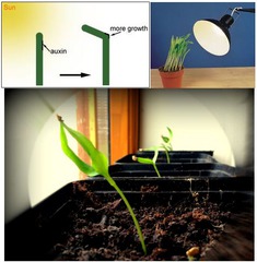 <p>When a plant grows toward light</p>