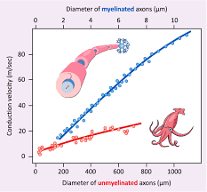 <p>The axons in squid are particularly large &amp; unmyelinated. So compared to organisms with smaller non-myelinated nerve fibers (like a human internal organ), the giant squid conducts a nerve impulse much more quickly. </p><p>Still, compared to a smaller axon that is myelinated, the myelinated smaller axon is still faster than a giant unmyelinated axon. </p>