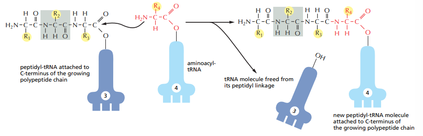 <p>A peptide bond forms between the carboxyl group of the previous polypeptide chain to the N-terminal of the new amin-acid connected to the respective tRNA. The previous tRNA is let go.</p><p></p>