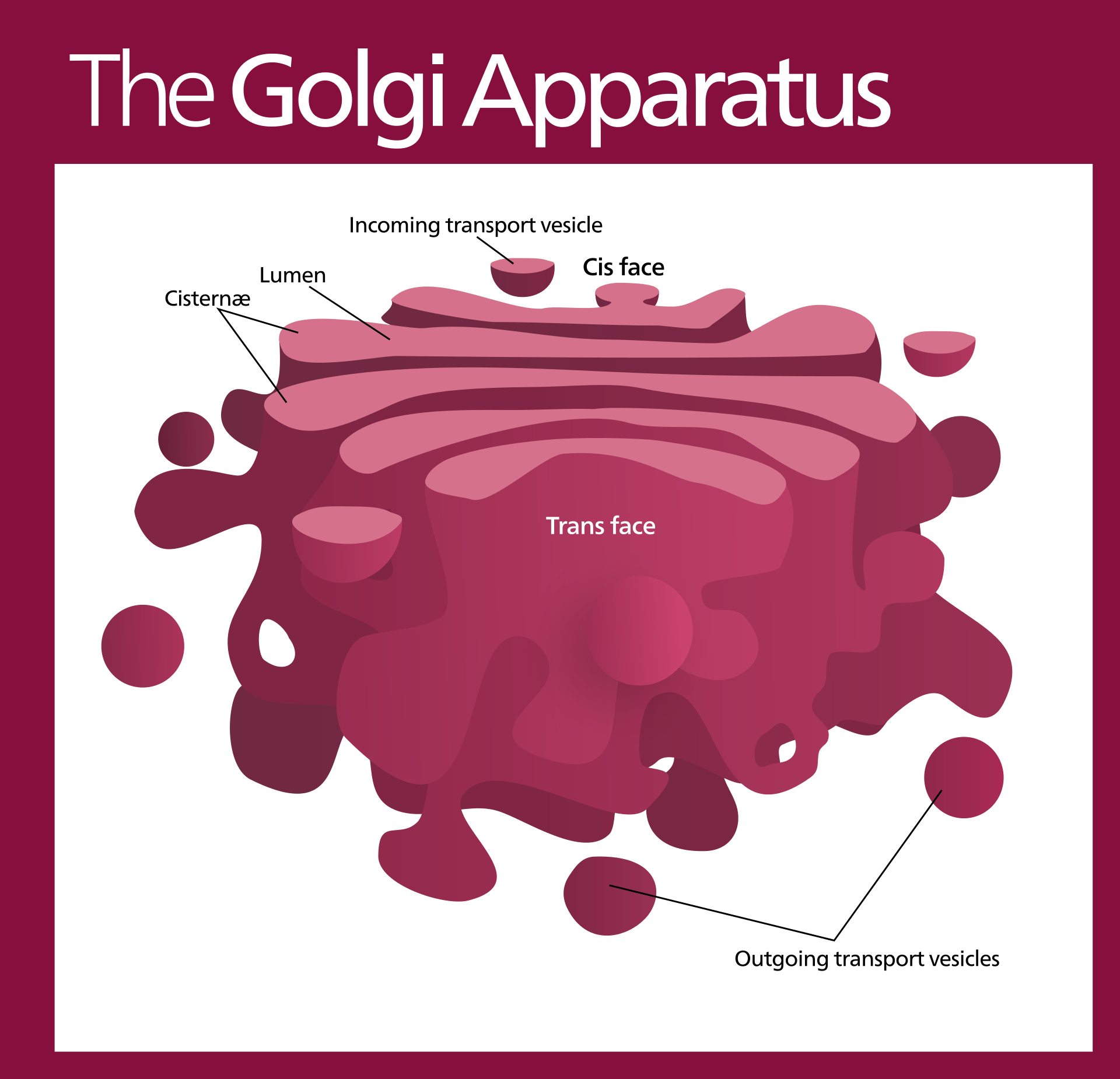 <p>Function of the Golgi Apparatus</p>
