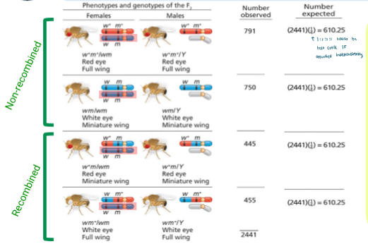 <ul><li><p>Under independent assortment, you’d expect 1:1:1:1 ratio </p></li><li><p>So for expected value, you use ¼ to find it </p></li><li><p>df = 3 and P < 0.005</p></li><li><p>So the null hypothesis that the genes assort independently is rejected </p></li><li><p>So they must be linked </p></li></ul><p></p>