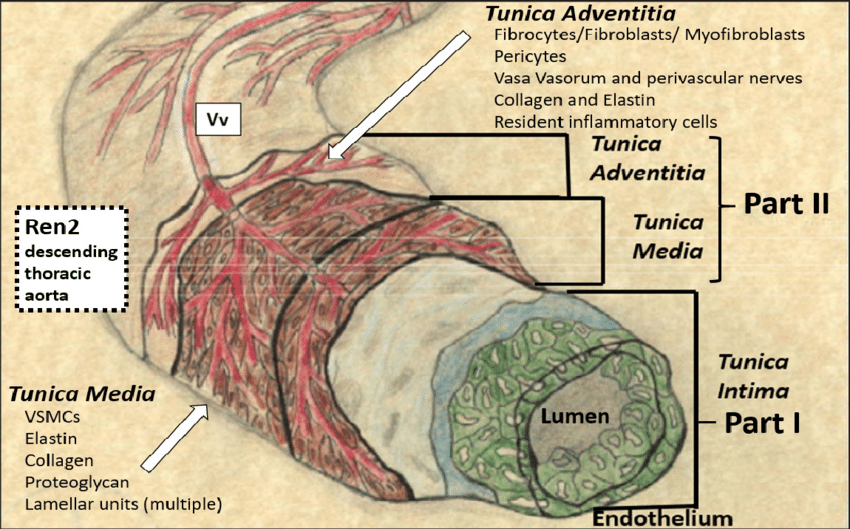 <p>C. fenestrated elastic membranes</p><p>The <strong>tunica media of the aorta</strong> (an <strong>elastic artery</strong>) is primarily composed of <strong>multiple concentric layers of fenestrated elastic membranes (lamellae)</strong>.</p><ul><li><p>These elastic membranes allow the aorta to <strong>stretch during systole</strong> and <strong>recoil during diastole</strong>, maintaining continuous blood flow.</p></li><li><p>While <strong>smooth muscle cells</strong> are present, the <strong>dominant feature</strong> in the aorta’s tunica media is the <strong>fenestrated elastic lamellae</strong>, especially in the proximal aorta.</p></li></ul><p></p>