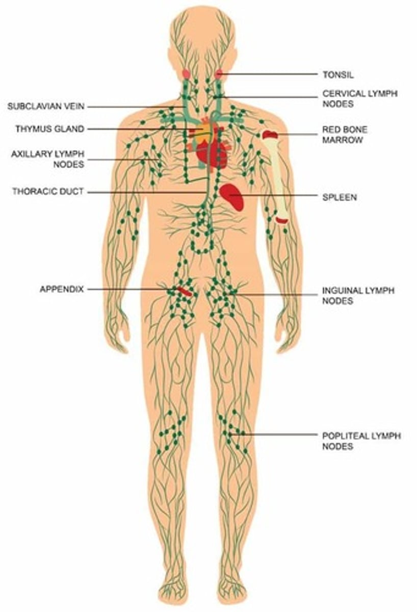 <p>White pulp (lymphocytes) and red pulp (disposes old blood cells).</p>