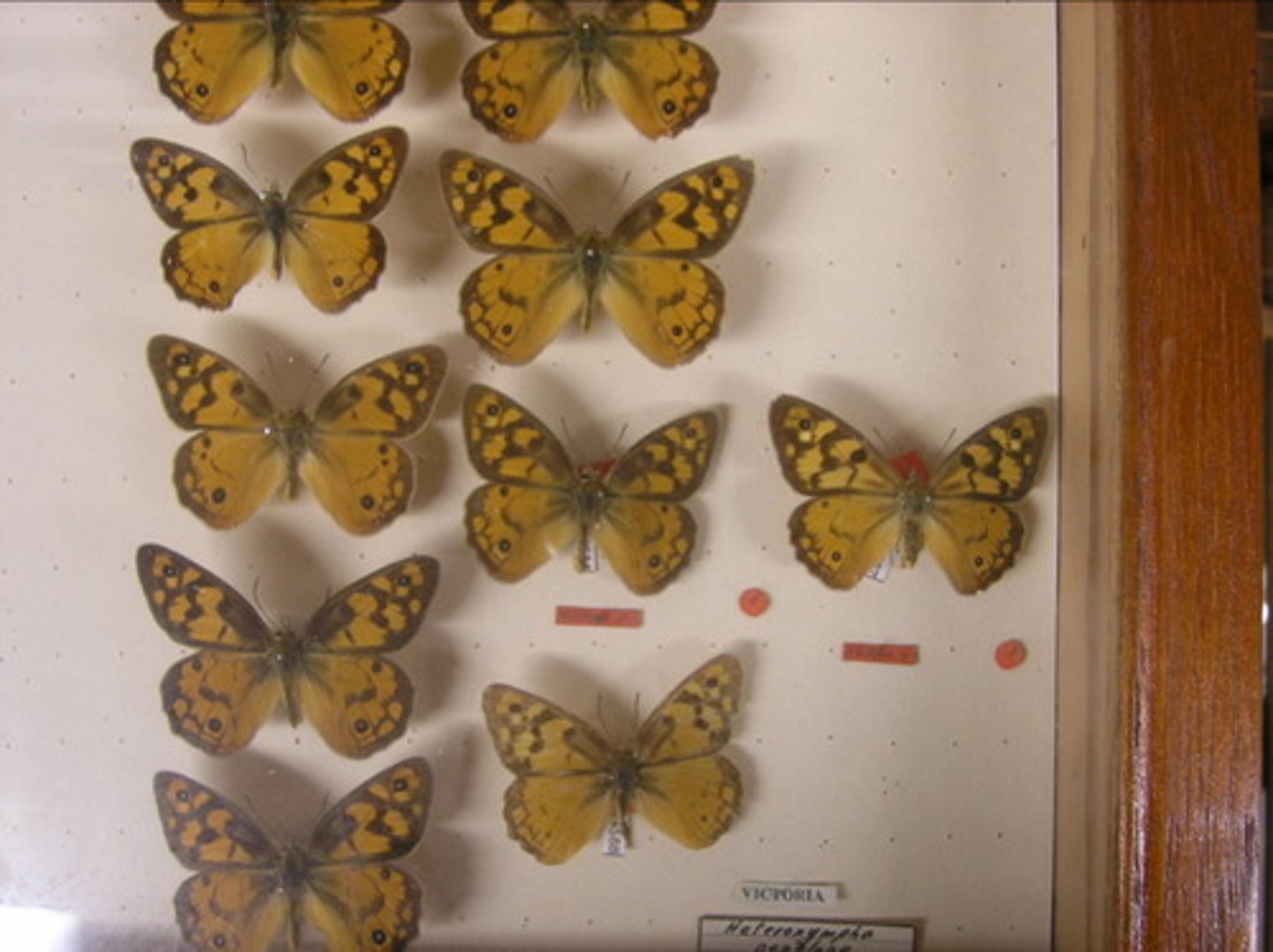 <p>A group of similar organisms. Organisms within a species can breed. They produce healthy offspring that are able to grow, develop and reproduce normally.</p>