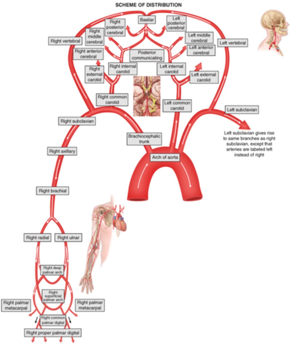 <p>•Aortic arch:</p><p>-Brachiocephalic artery --&gt; Right common carotid --&gt; internal and external cc</p><p>-Left common carotid artery --&gt; internal and external cc</p><p>-Left subclavian artery</p>