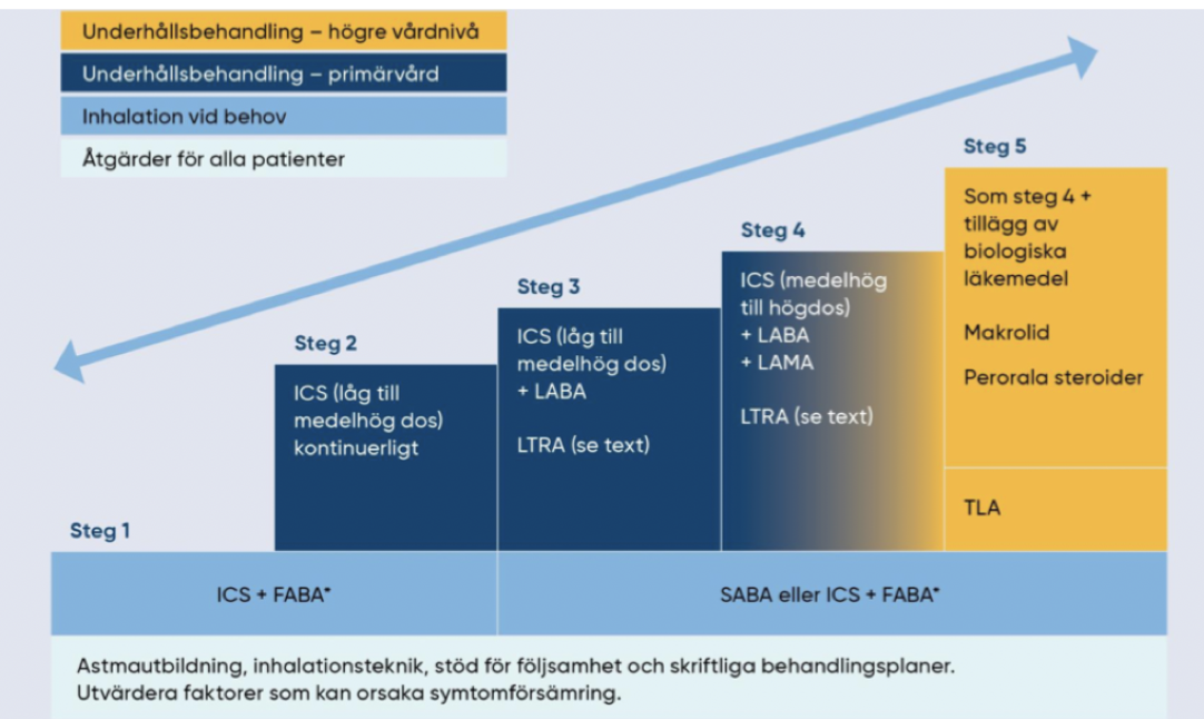<p>Syftet med behandlingen är symptomfrihet och god livskavlitet utan biverkningar från läkemedel. </p><ul><li><p><strong>Inhalationsteroider (ICS)</strong>: ges till alla patienter. Biverkningar kan vara osteoporos, oral candida (svamp) och tillväxtstörningar.</p></li><li><p><strong>FABA</strong>: Fast acting BA. </p></li><li><p><strong><span>LABA</span></strong><span> - långverkande 𝛽<sub>2</sub>-agonister</span></p></li><li><p><strong><span>Leukotrienantagonister (LTRA)&nbsp;</span></strong></p></li><li><p><strong><span>Glukokortikoider för systemiskt bruk (OCS)</span></strong><span>: peroralt kortison</span></p></li><li><p><strong><span>Makrolid (azitromycin)</span></strong><span>: antibiotika</span></p></li><li><p><strong><span>Biologiska läkemedel</span></strong><span>: Anti-IgE, anti-IL5/4/13 .</span></p></li></ul>