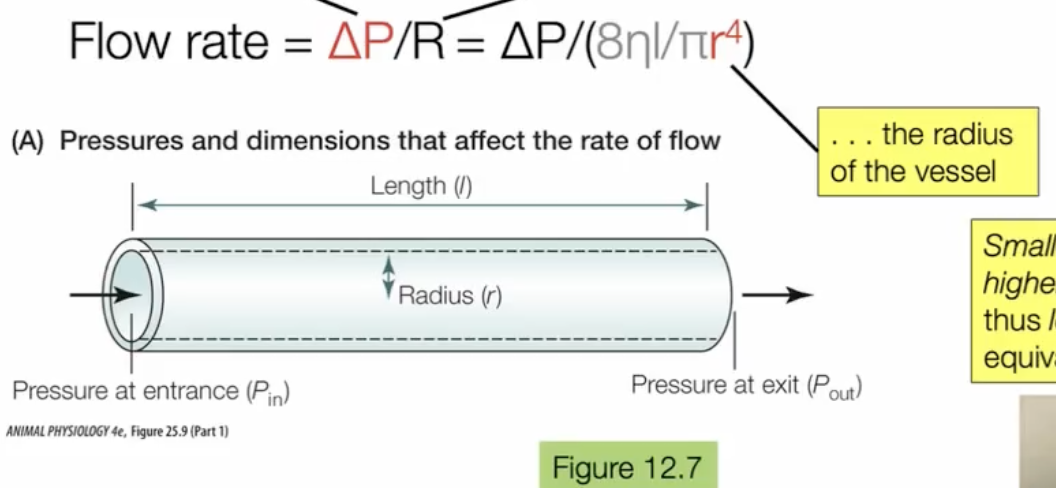 <p>cardiac output is the rate of blood flow through the total vasculature, but blood does not flow through every vessel equally</p><p>flow rate = deltaP/R</p><ul><li><p>delta P is the pressure difference between two points in a vessel</p></li><li><p>R is the vascular resistance that depends strongly on one of the variables of R, which is  is r^4, which is the radius of the vessel</p><ul><li><p>basically, the smaller vessel have higher resistance and thus lower flow rates (think of the force you need to apply when sucking out of Molly Tea’s straw vs a KFT straw)</p></li></ul></li></ul><p></p>