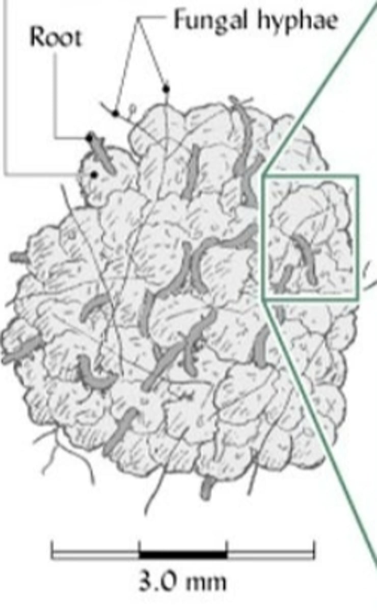 <p>3 mm diameter aggregates held together by roots and fungal hyphae</p>