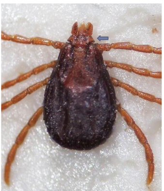 <p>known as brown dog tick</p><p>highly adapted to feeding on dogs</p><p>transmits canine babesiosis and ehrlichiosis</p><p>has lateral projections on false head&nbsp;</p><p>adapted to living in dog accomodation&nbsp;</p><p>prefers ears, interdigital spaces, axilla</p><p>females drop off at night - thousands eggs deposited in crevices, cracks in dog kennel</p><p>huge number infect single dog but most are in environment&nbsp;</p><p>can infest uk homes&nbsp;</p><p>mainly southern europe&nbsp;</p>