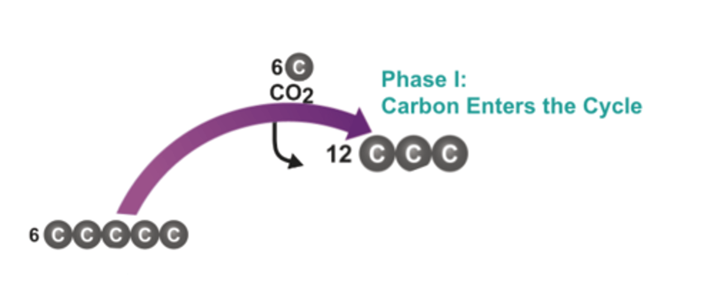 <p>The process by which CO2 is used to produce organic compounds</p>