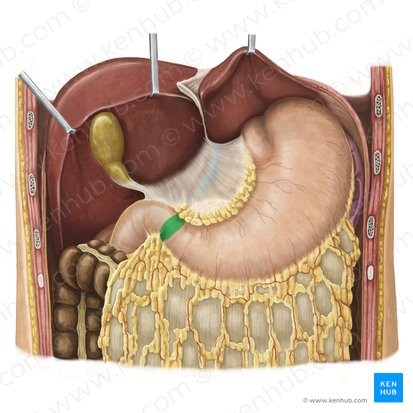 <p>The distal, narrow region of the stomach that connects to the duodenum, including the pyloric antrum, pyloric canal, and pyloric sphincter.</p>