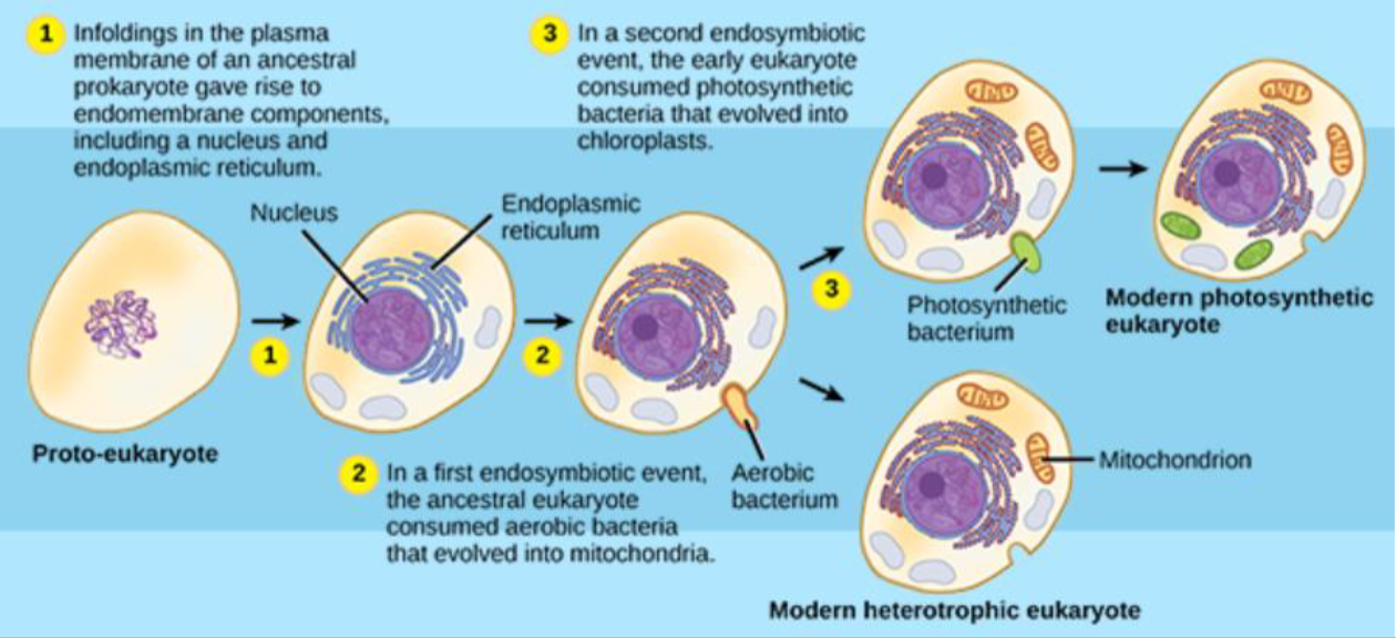 <p>two independent bacteria exist, one engulfs the other and both live and benefit, reproduce together. Mitochondria and chlorplasts.</p>