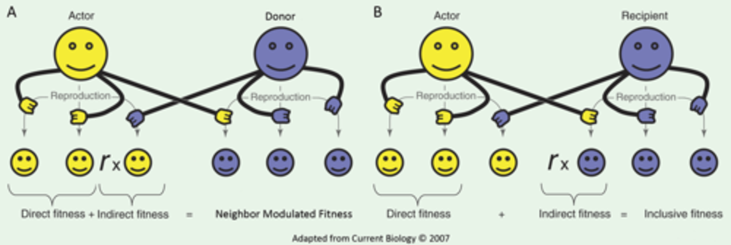 <p>(D) Inclusive Fitness</p><p>This concept illustrates concept of inclusive fitness: a theory suggesting that the genetic success of an organism is dependent upon cooperation with other individuals in a population. A gene will be more prevalent in future generations if all individuals who carry that gene are successful at reproducing, rather than just one individual with that gene.</p>