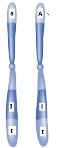 <p><span>Which of the following statements describes the genotype of this homologous pair?</span></p>